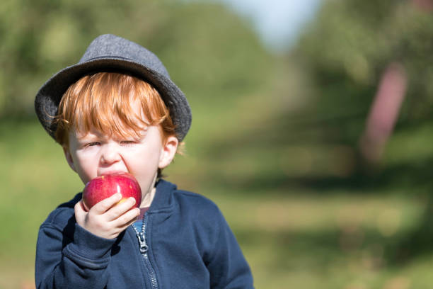 istock Young Redhead Baby Boy Picking Apples in Orchard 973579826
