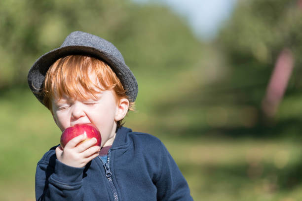 pelirroja joven niño recogiendo manzanas en el huerto - apple orchard child apple fruit fotografías e imágenes de stock