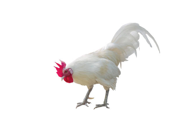 White Chicken With Red Cockscomb On White Background Stock Photo - Download Image Now - iStock White Chicken With Red Cockscomb On White Background Stock Photo - Download Image Now - iStock