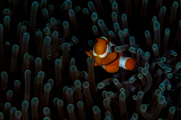 istock Clown fish in anemone 973598792