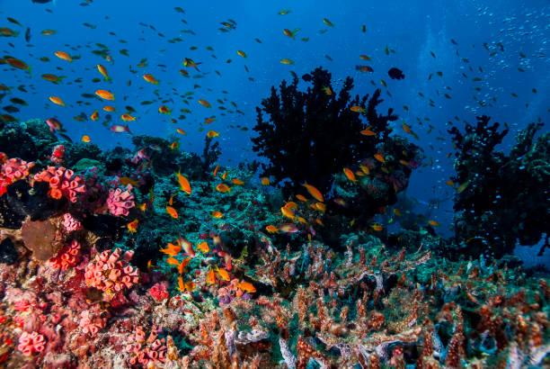 istock Fish in Coral Reef 973598892