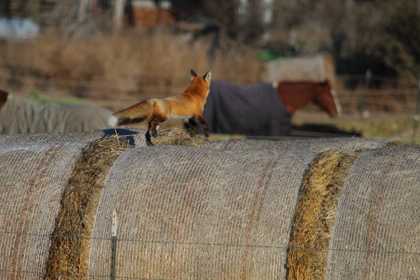 istock Red Fox Running Across Hay Bales 973626246