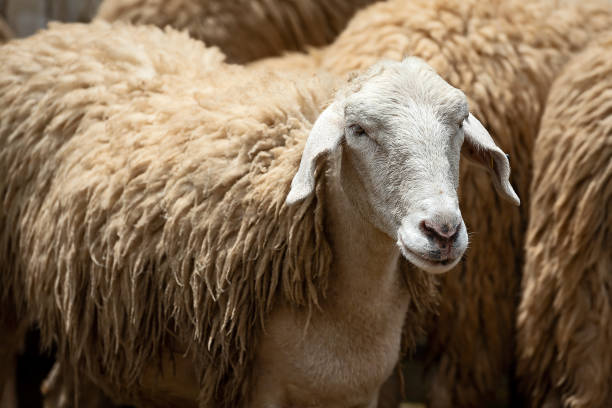 close-up ovelhas. - lamb merino sheep sheep horizontal - fotografias e filmes do acervo