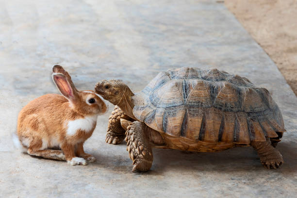 rabbit and turtle. - the hare and the tortoise imagens e fotografias de stock