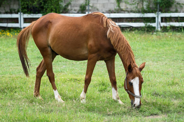 istock Brown Horse on a Field. 973629004