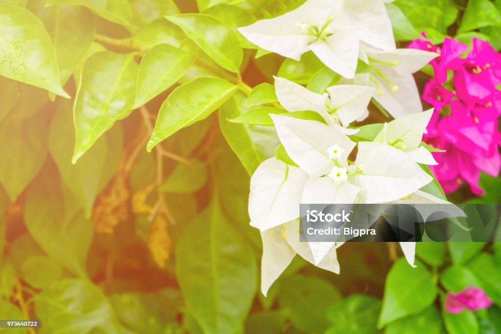 bougainvillea flower white with green leaves beautiful in the garden. with copy space add text Beauty Stock Photo
