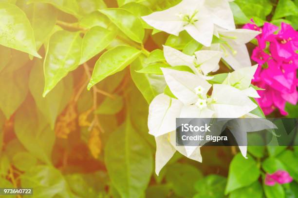 Bougainvillea Flower White With Green Leaves Beautiful In The Garden With Copy Space Add Text Stock Photo - Download Image Now