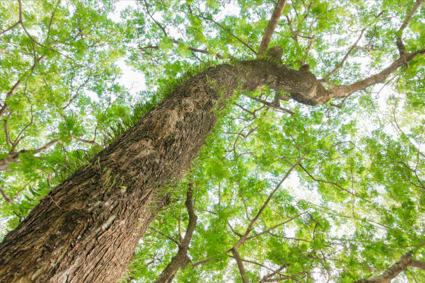 istock branch and leaf of tree beautiful in the forest on white background bottom view. concept world environment day (Stop destroy the forest) 973643456