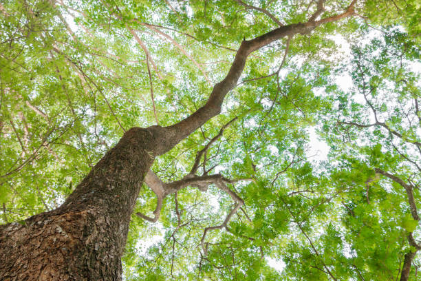 istock branch and leaf of tree beautiful in the forest on white background bottom view. concept world environment day (Stop destroy the forest) 973643490