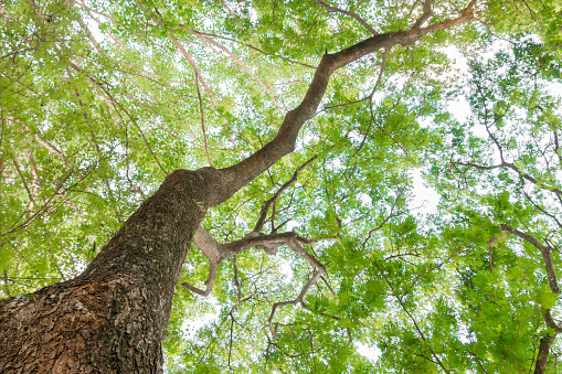 branch and leaf of tree beautiful in the forest on white background bottom view. concept world environment day (Stop destroy the forest)