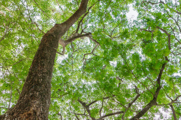 istock branch and leaf of tree beautiful in the forest on white background bottom view. concept world environment day (Stop destroy the forest) 973643492
