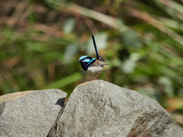 istock Male Superb Fairy Wren on rock. 973643690