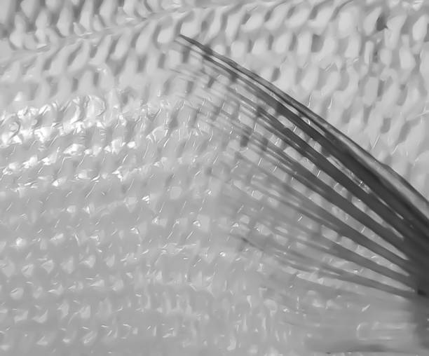 istock Abstract Black and White Macro Fish Fin and Scales 973643806