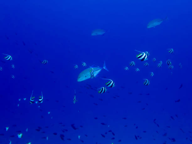 istock Large group of fish with one predator swimming through 973643848