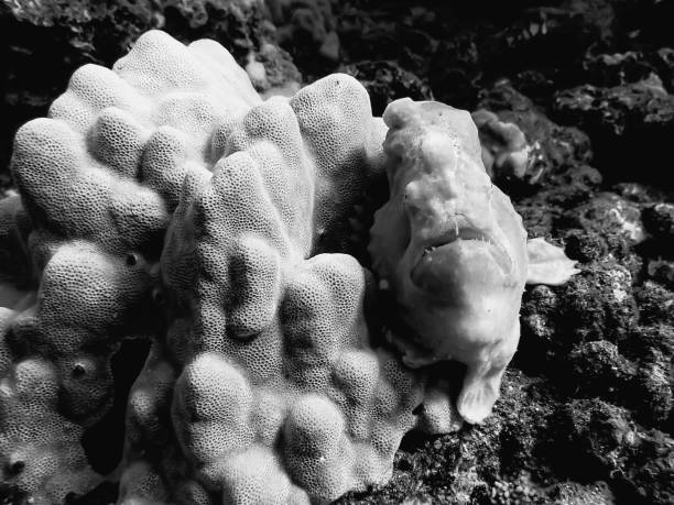 istock Black and White Frogfish or Anglerfish with White Coral 973643918
