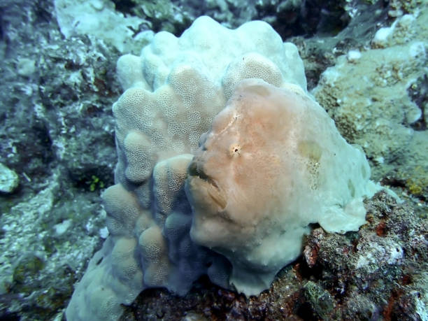 Frogfish or Anglerfish camouflaged against Coral stock photo