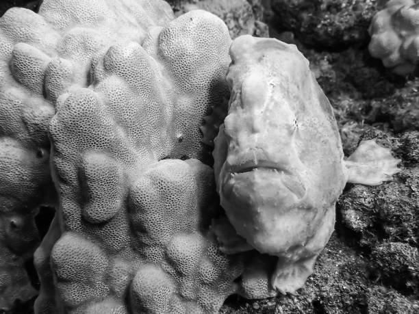 istock Black and White Frogfish or Anglerfish against Coral 973643926