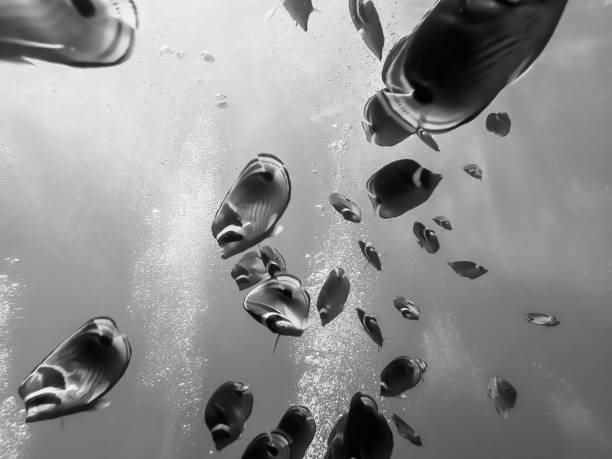 istock Low angle view school of butterfly fish in Hawaii 973643952