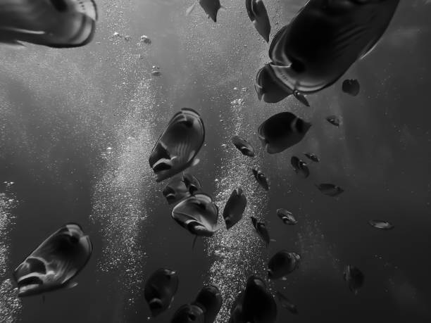istock Abstract black and white diving into school of fish 973643968