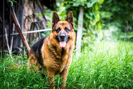 Close up color image depicting a German Shepherd dog outdoors in the garden. The dog is surrounded by lush green foliage, and an old wooden shed is defocused in the background. The dog is looking directly at the camera. Room for copy space.