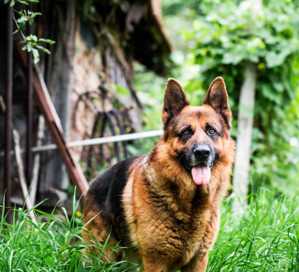 portrait de chien de berger allemand à l’extérieur dans le jardin - german shepherd police security alertness photos et images de collection