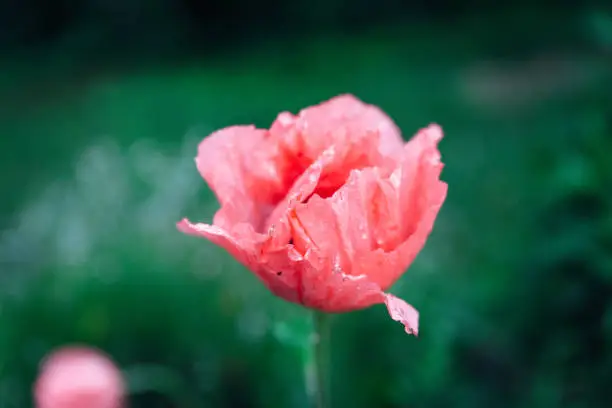 A wet flower during a rainy day