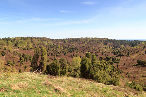 Heathland panorama view to basin Totengrund in Lüneburg Heath near Wilsede, Germany