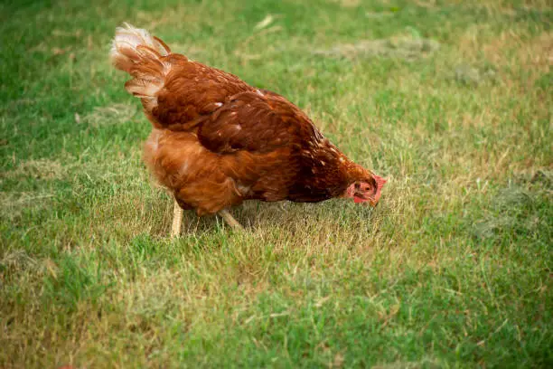 Chicken freely roaming on a farm during the day