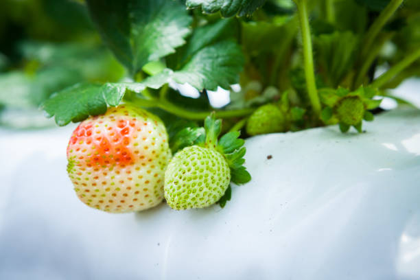 istock Strawberry fruits on the branch. 973664502