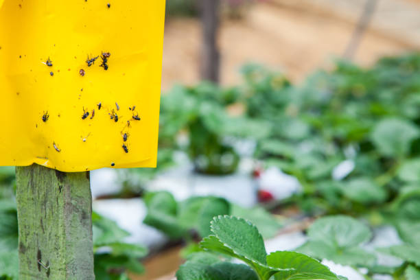 istock Agriculture Insect Glue trap. 973664742
