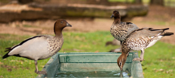 istock Ducks on the farm drinking water. 973667098