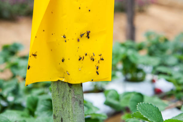 istock Agriculture Insect Glue trap. 973667178