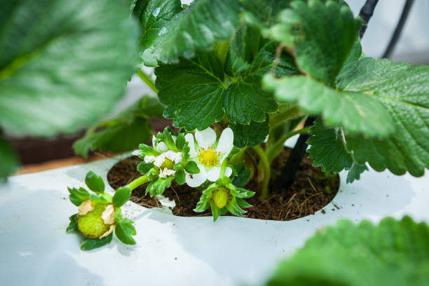istock Strawberry flowers and buds planted in containers 973667482