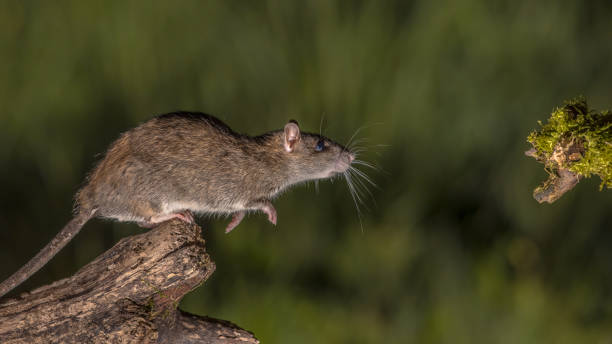 istock Wild brown rat about to leap 973673350