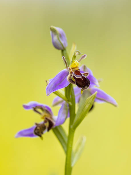 istock Pink flowers of Bee orchid 973673482