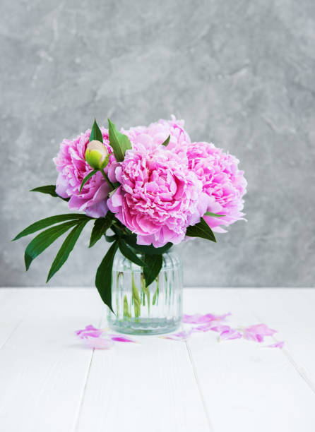istock Pink peony flowers 973673644