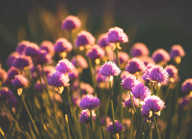 istock Purple flovers on sunset 973681964