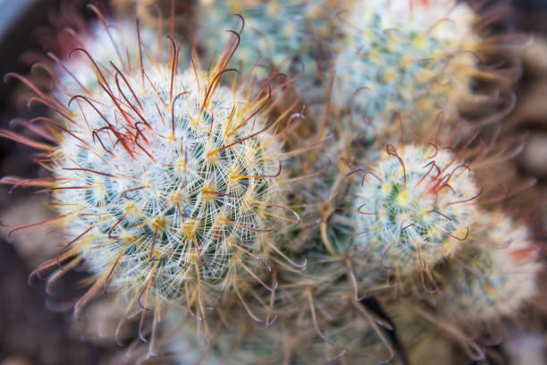 istock Cactus in the pot. Minimal style for cactus trendy. 973682552