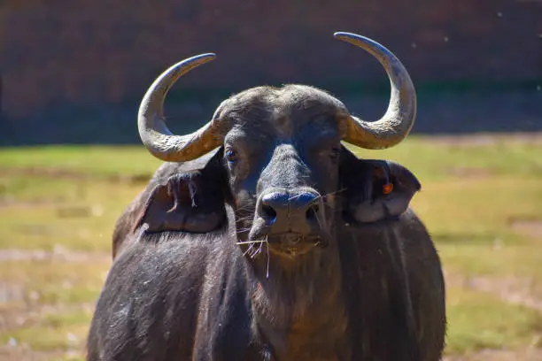 The buffalo stands and stairs with grass in its mouth