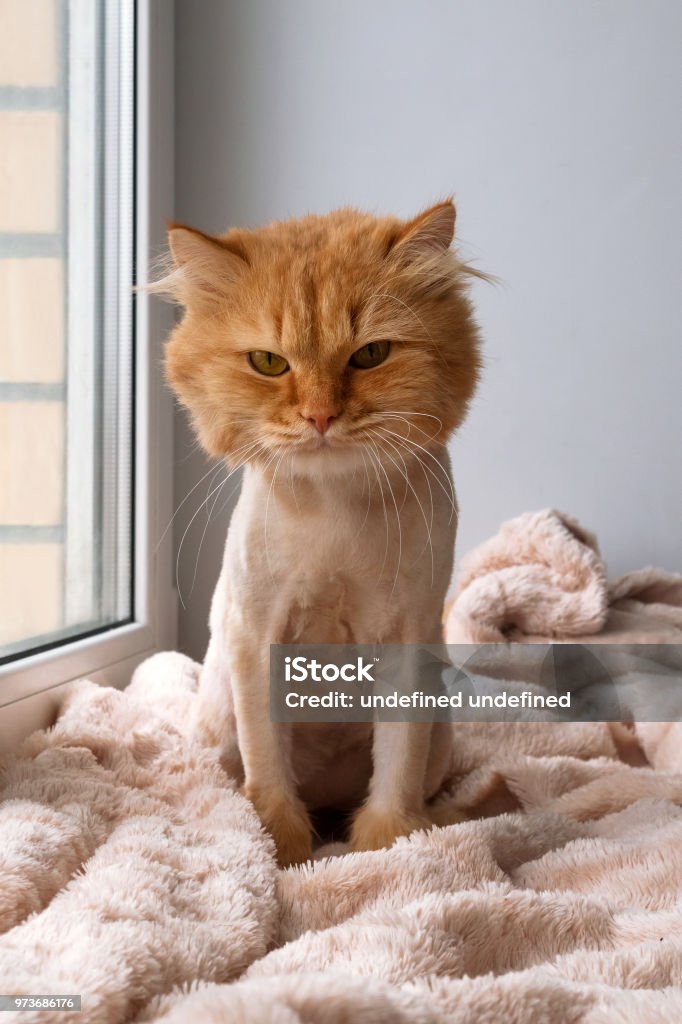 Funny ginger long-haired cat groomed with haircut is sitting on a soft pink blanket. Shaving Stock Photo