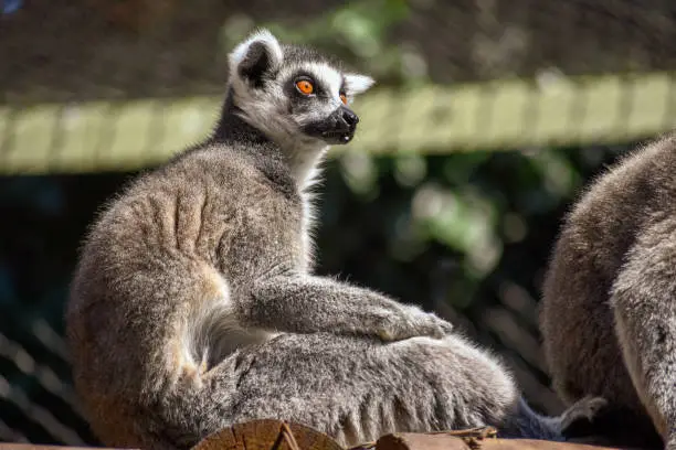 The lemur has greyish fur with dark facial features framed by white fur and yellow eyes.