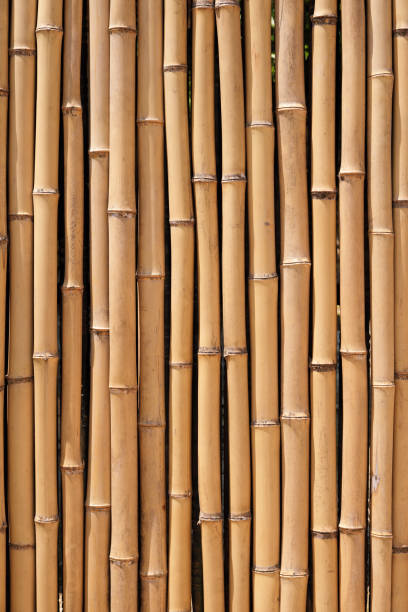 istock Bamboo wood wall background texture closeup vertical 973688820