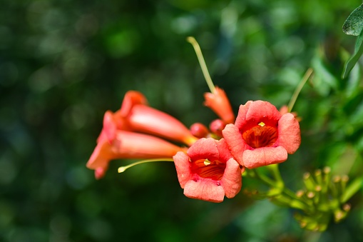 Flores de enredadera de trompeta flamenca photo