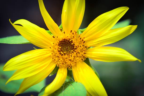 istock Sunflower in garden 973698676