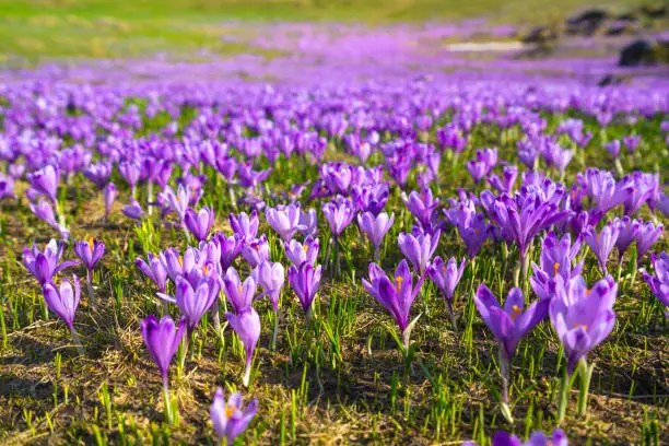 Purple Crocus, flowerbed with green grass as background on Big Pasture Plateau Velika Planina. It is springtime symbol as flowers are coming out with melting of snow. It is in the Kamnik–Savinja Alps northeast of Kamnik, at about 1500 meters above sea level. Slovenia. A lot of copy space on blurred background.