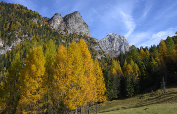 추절 판타지 - nevada pine tree autumn landscape 뉴스 사진 이미지