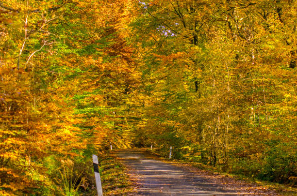 istock Road through a colourful deciduous forest in autumn 973701412