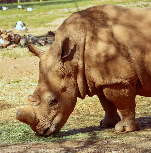 A curious white rhino approaches with its horn protruding from the tip of its nose.