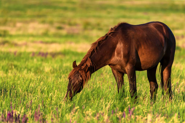istock Wild horse grazes in the sunlit meadow 973704708