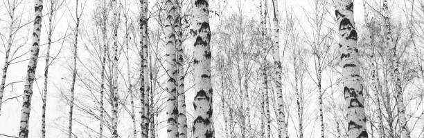 istock black-and-white photo with white birches with birch bark 973715464
